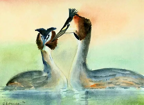 Zdzisław Rutkowski - grebes