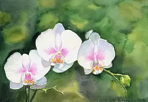 Zdzisław Rutkowski - Phalaenopsis III