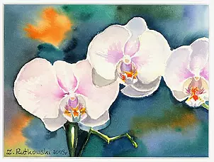 Zdzisław Rutkowski - Phalaenopsis II
