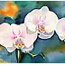 Zdzisław Rutkowski - Phalaenopsis II