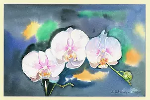 Zdzisław Rutkowski - Phalaenopsis IV