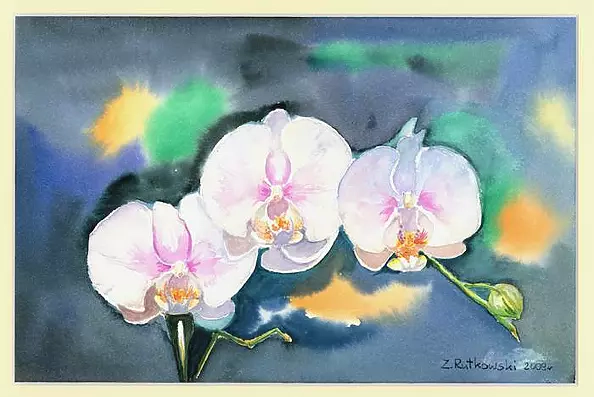 Zdzisław Rutkowski - Phalaenopsis IV