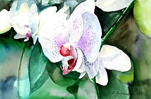 Zdzisław Rutkowski - Phalaenopsis