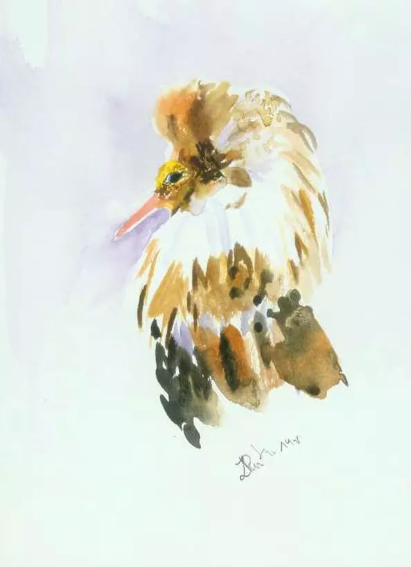 Zdzisław Rutkowski - Philomachus pugnax X