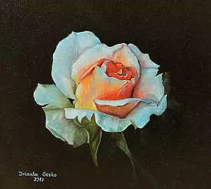 Jolanta Oczko - Beautiful rose