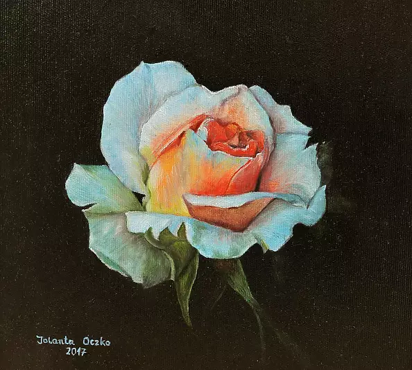 Jolanta Oczko - Beautiful rose