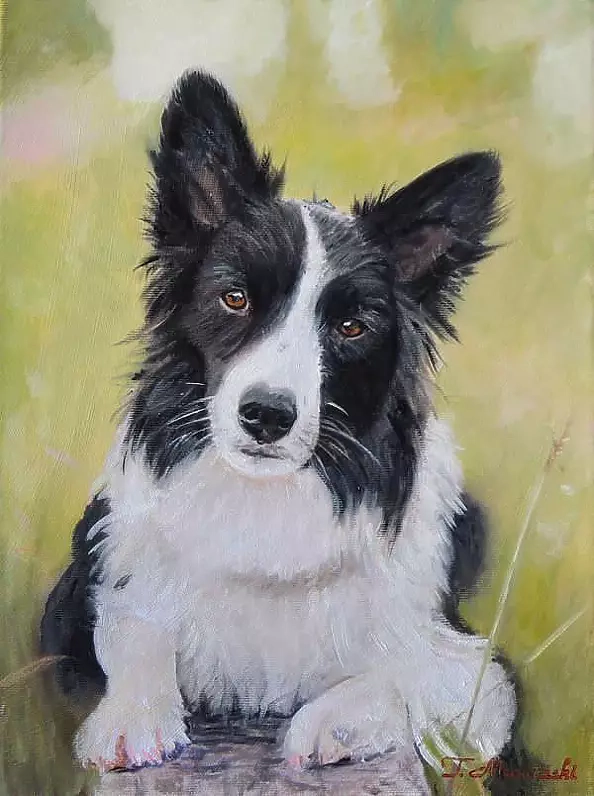 Tomasz Mrowiński - Pies Border Collie