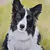 Tomasz Mrowiński - Pies Border Collie