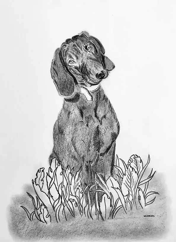 Ewa Zakrzewska - Dog