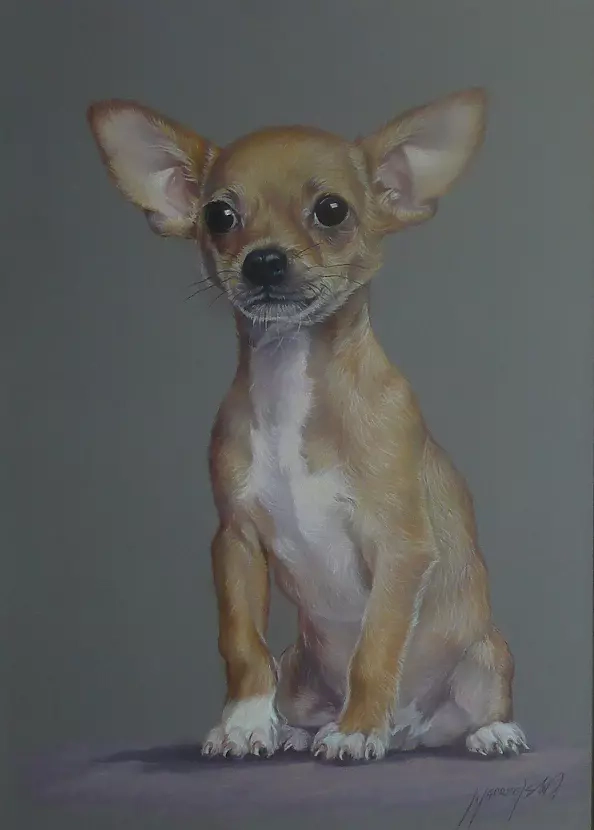 Jarosław Jędrzejski - Little dog