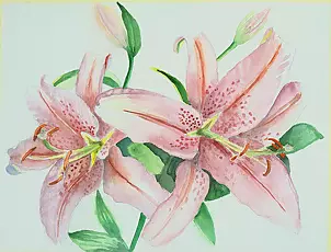 Zdzisław Rutkowski - Lilie różowe II /końcowy etap/