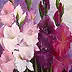 Małgorzata Mutor - pink gladioli