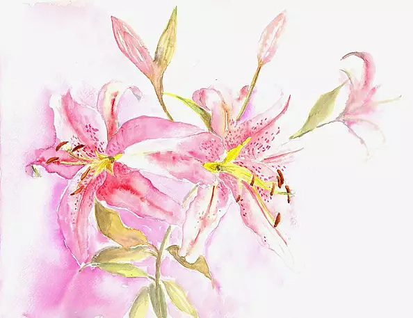 Zdzisław Rutkowski - pink lilies