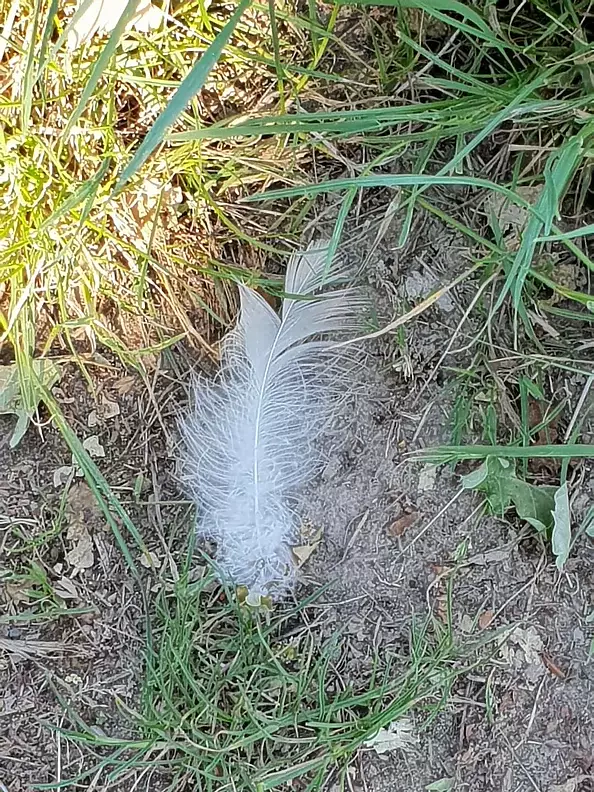 Marianna Małgorzata Bakanowicz - Pióra Anielskie seria Ania -1- 2020 