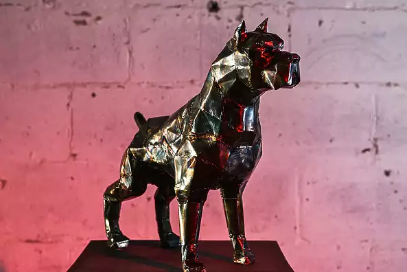 Dawid Rogiński - Pitbull