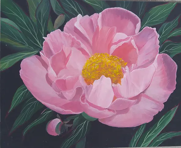 Luba Santkiewicz - Piwonia drzewiasta 