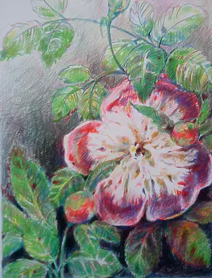 Marek Kubski - Piwonia