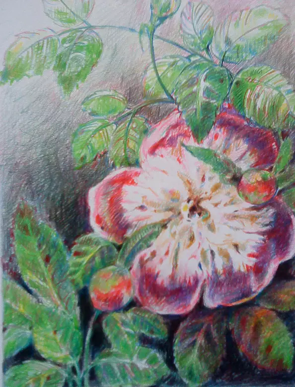 Marek Kubski - Piwonia