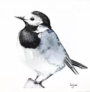   - wagtail