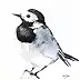 Karolina Kijak - wagtail