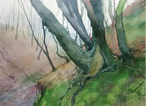   - Pnie drzew przy wąwozie