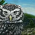 Lena Sterk - Little owl