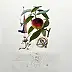 Salvador Dali - The Pending Peach, 1969