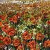 Marek Kubski - A field of poppies