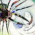 Anna Dmowska - "Hunting spider"