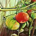 Magdalena Bronakowska - tomates II