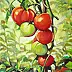 Magdalena Bronakowska - tomates