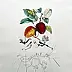 Salvador Dali - Pomme dragon (Dragon Apple), rok 1969, litografia