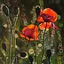 Marlena Majchrzak - "Poppies III"