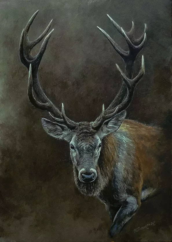 Michał Nowakowski - Deer portrait