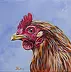 Katarzyna Niemczak - Portrait of a chicken