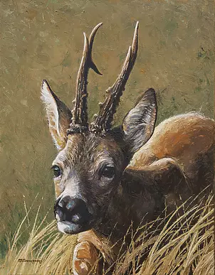 Michał Nowakowski - Portrait of a buck