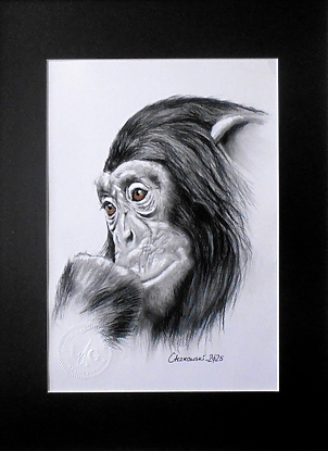   - Portrait of a chimpanzee
