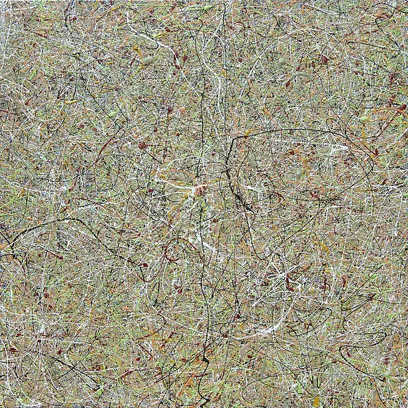 Amelia Augustyn - Primavera II