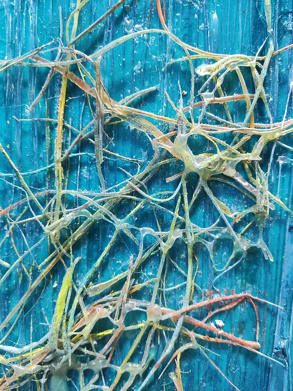 Aldona Zając -  Rays, the bottom of the ocean