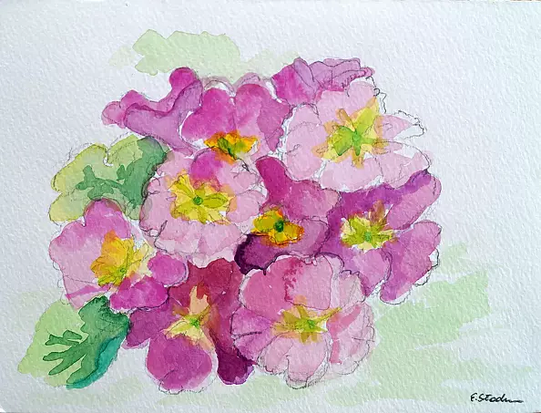 Ewa Słodzińska - primroses