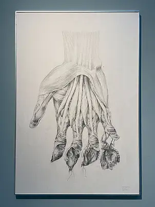 Wiesław Teofilak, Butterfly Metamorphosis, Pencil - cardboard/paperboard, 70 x 100