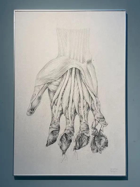Wiesław Teofilak, Butterfly Metamorphosis, Pencil - cardboard/paperboard, 70 x 100