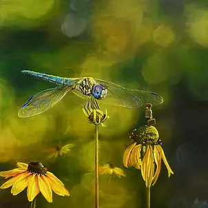 Agata Buczek - Freedom stop