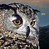 Lena Sterk - eagle-owl