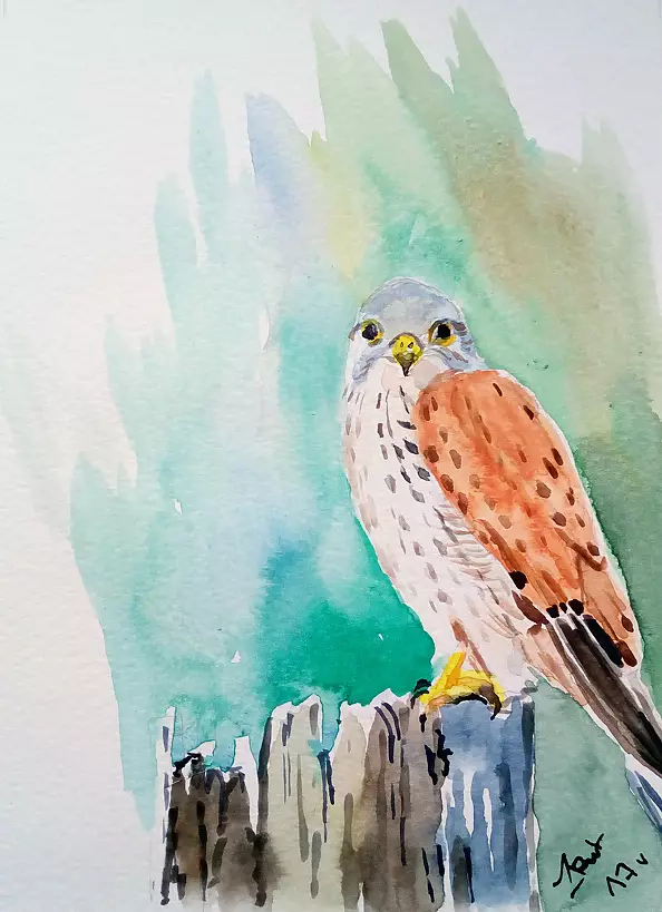 Zdzisław Rutkowski - Kestrel