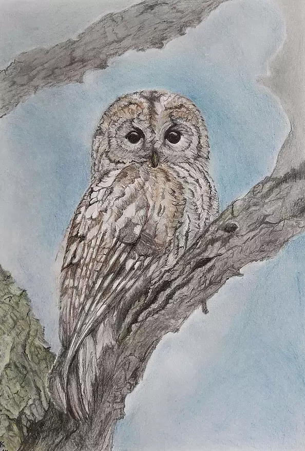 Aleksandra Kurzyńska - Tawny