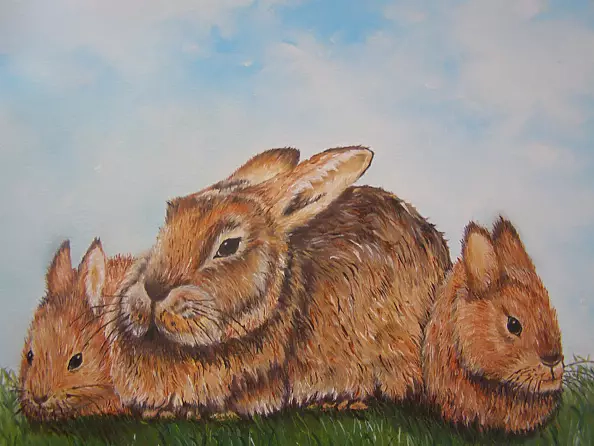 Weronika Stępień - Króliki