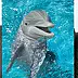 Natalia Lichwa - Radość- realistyczny obraz akrylowy z delfinem, 50 x 70 cm