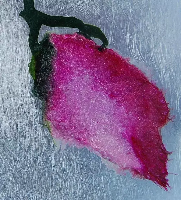 Rachel McCullock - Reflective Blooms