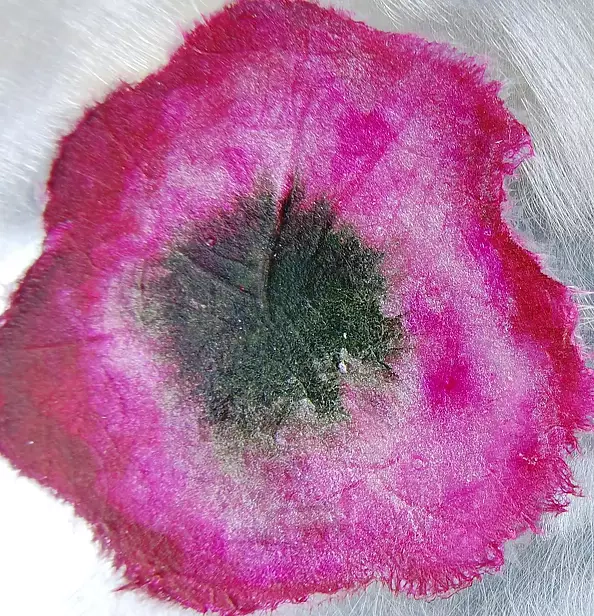 Rachel McCullock - Reflective Blooms